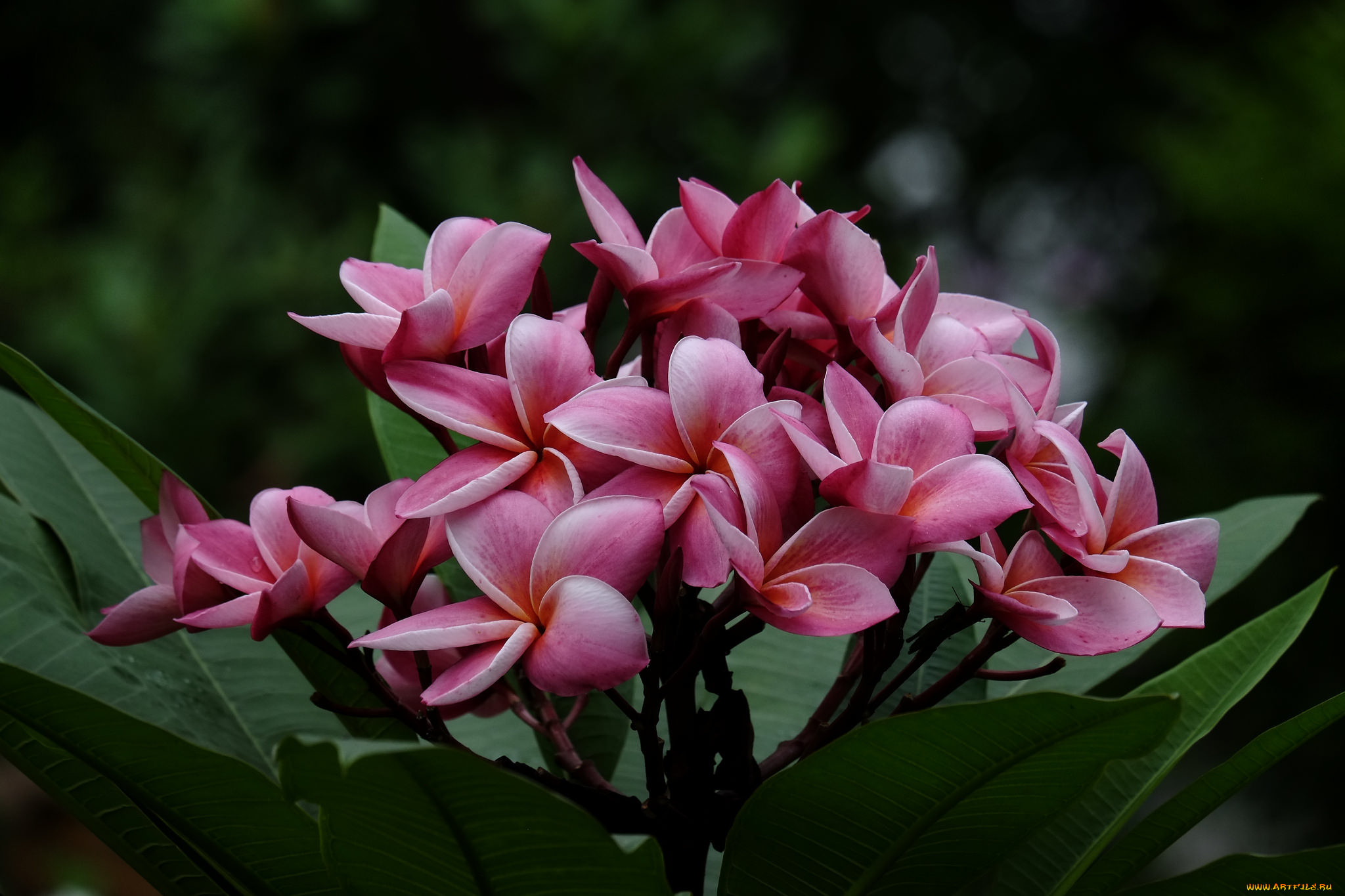 , , flowering, branch, leaves, , , , plumeria, petals, 